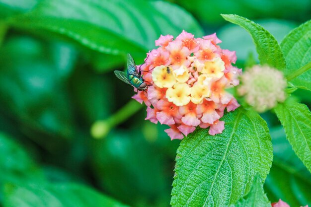 Lantana